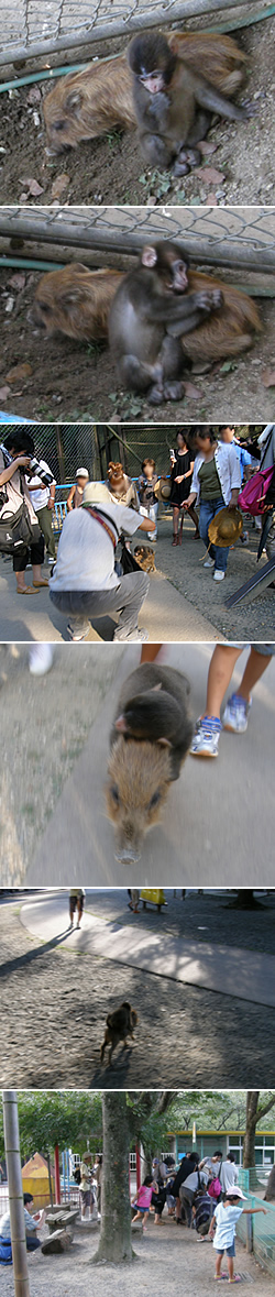 福知山市猪崎の市動物園のニホンザルとウリボウ（猪の子供）を見に行ってきた！